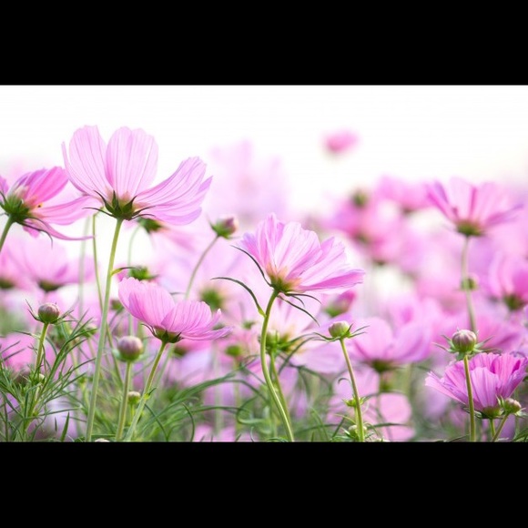 Meet your Posher, Lucy - Picture 1 of 1